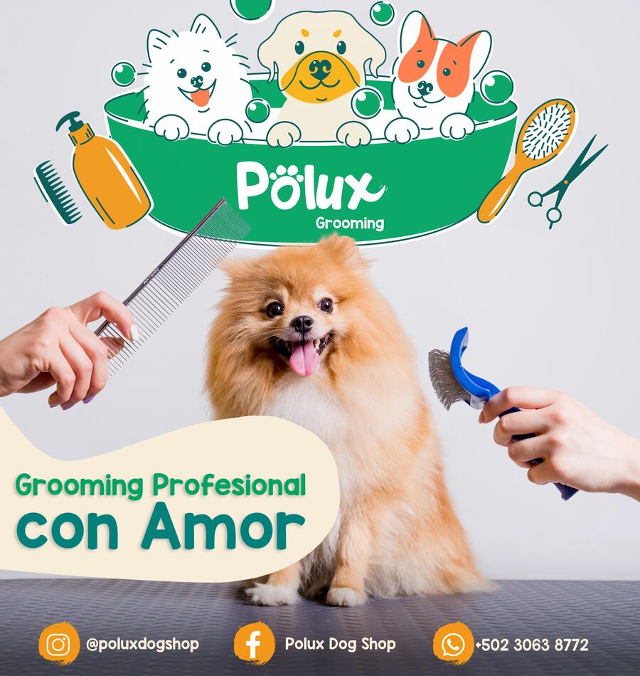 Polux Dog Shop