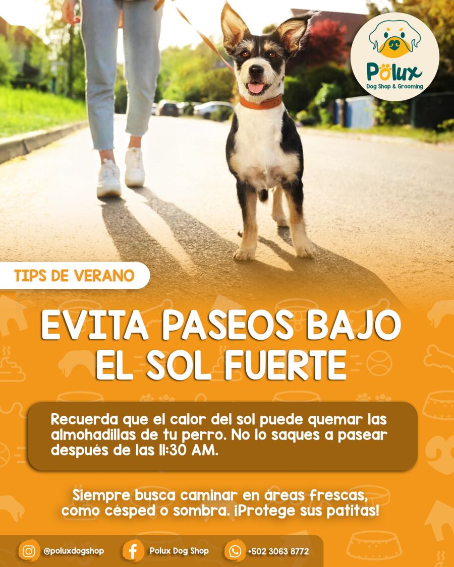 Polux Dog Shop